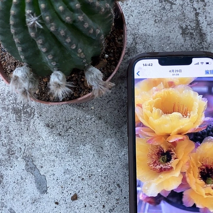 黄黑猴，高5-8公分左右