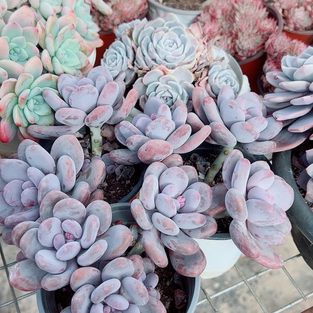 桃美人多头造型精品二盆