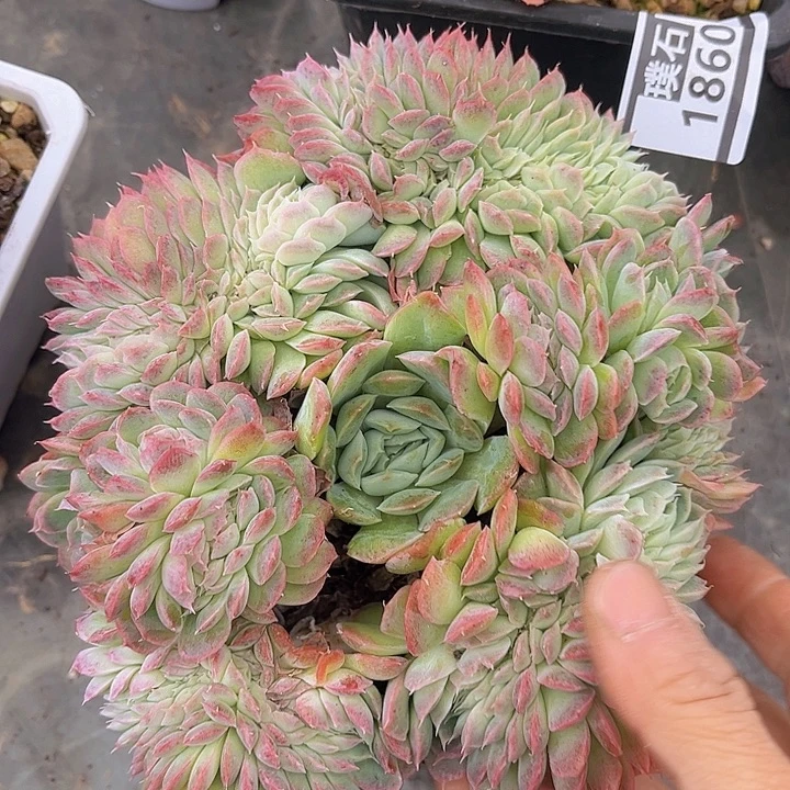 桑切斯缀1861多肉植物
