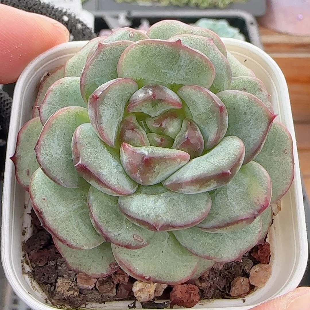 多肉1011--364福利