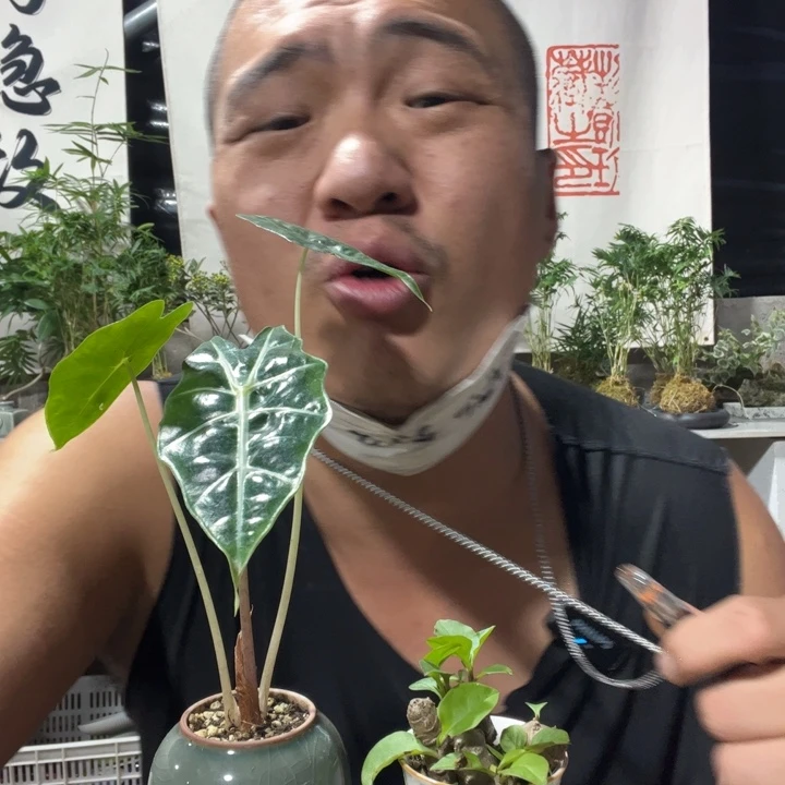 无花朵退款拉黑拉黑77