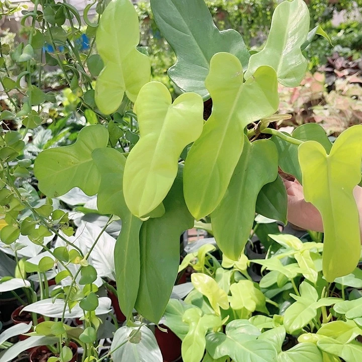 芳***芳完全开放354黄金小提琴