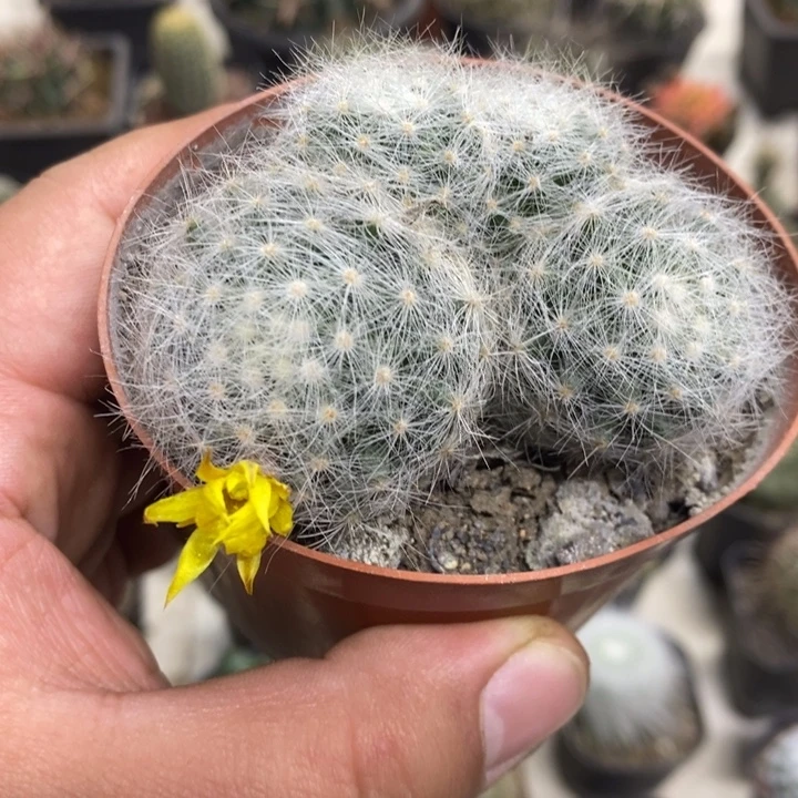 实生芳香丸特价福利