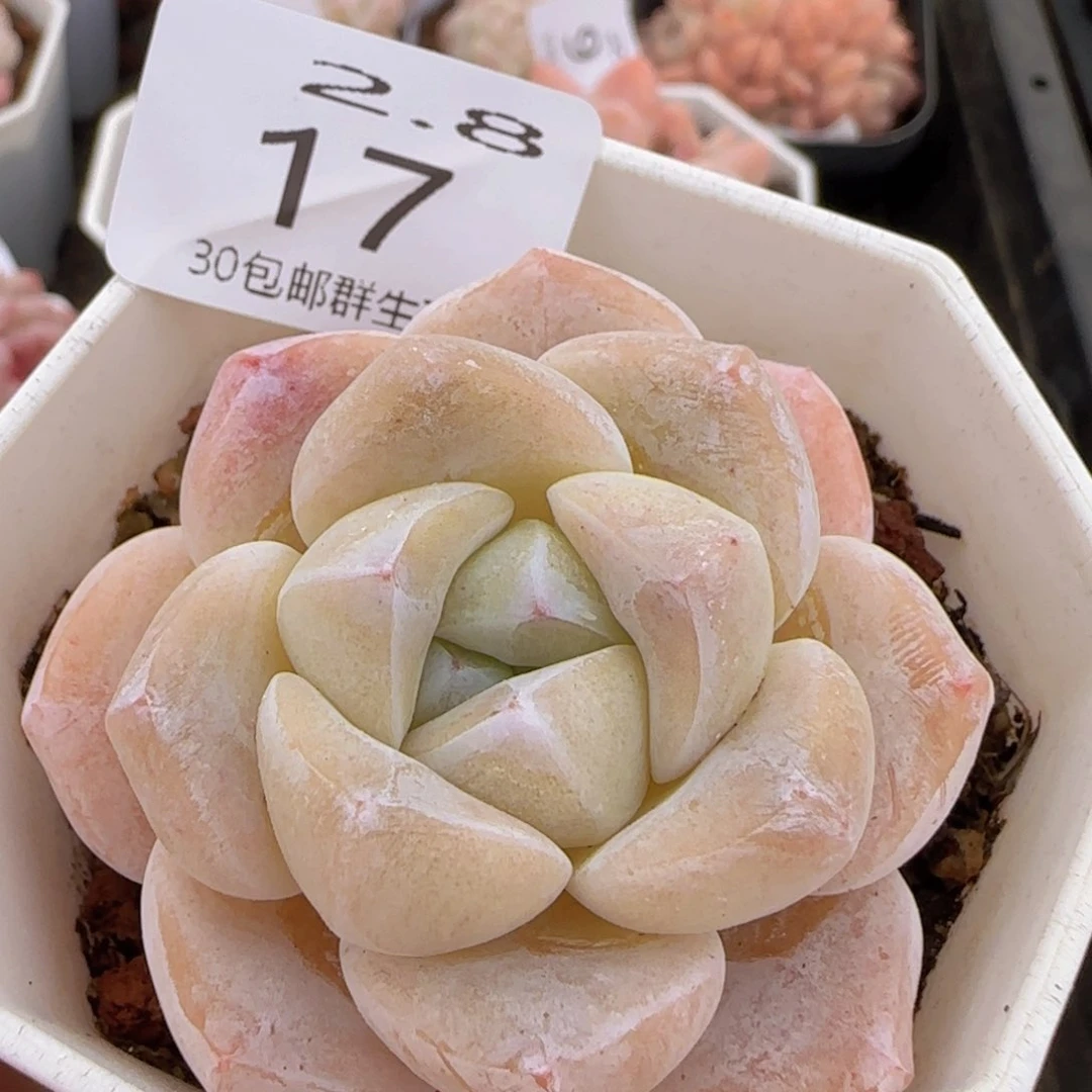 雪媚娘一颗脱土发货