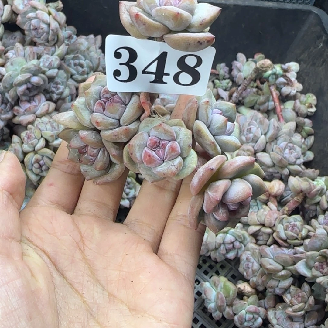 星影6头无根一物一拍348