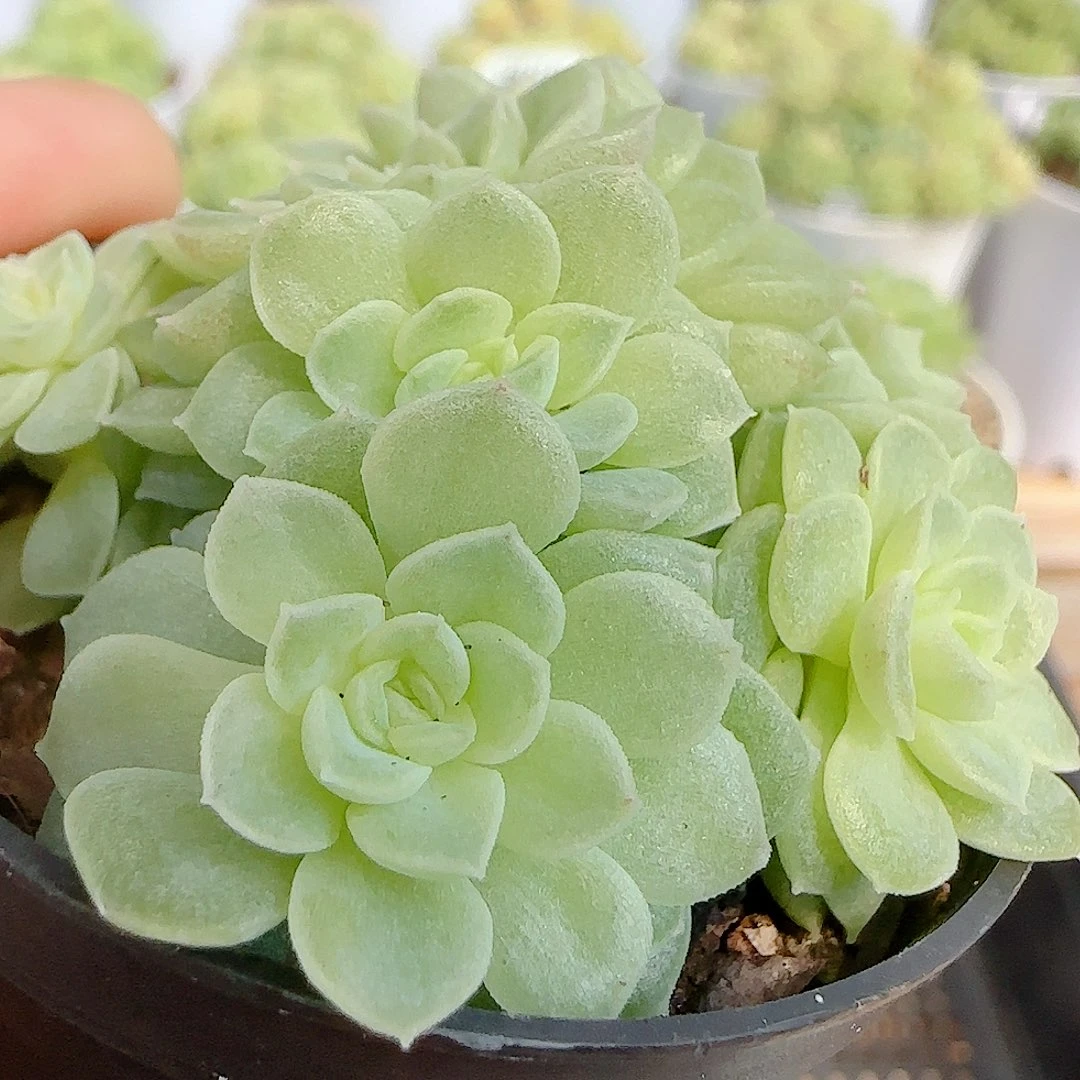 【闪购商品】0923-114优选麦杆