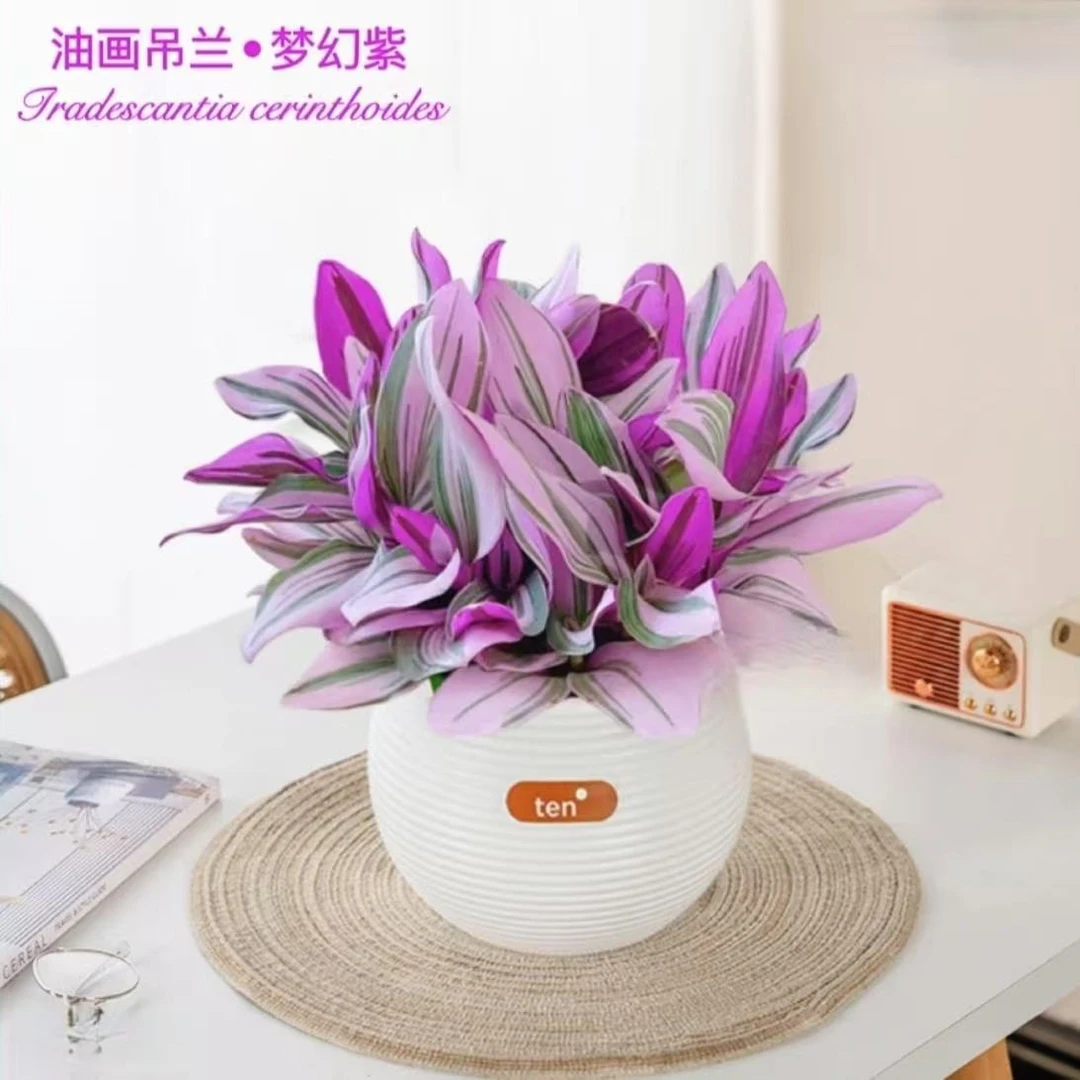 【福利中】油画婚礼吊兰水培植物室内阳台办公桌好养四季扦插绿植