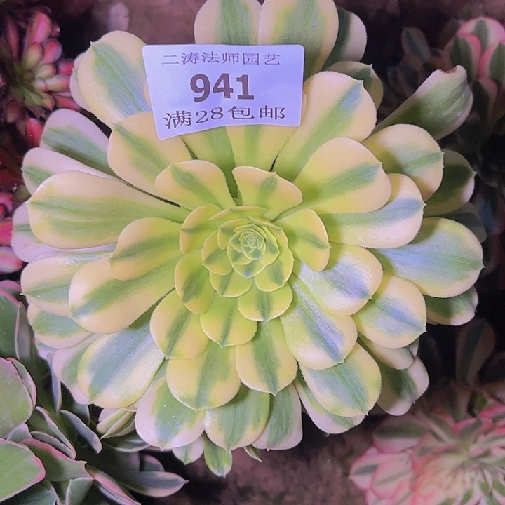 941金丝翡翠多肉老桩