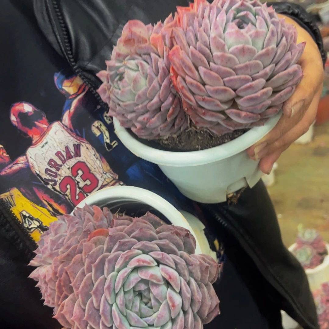 恩宠多肉植物双头起