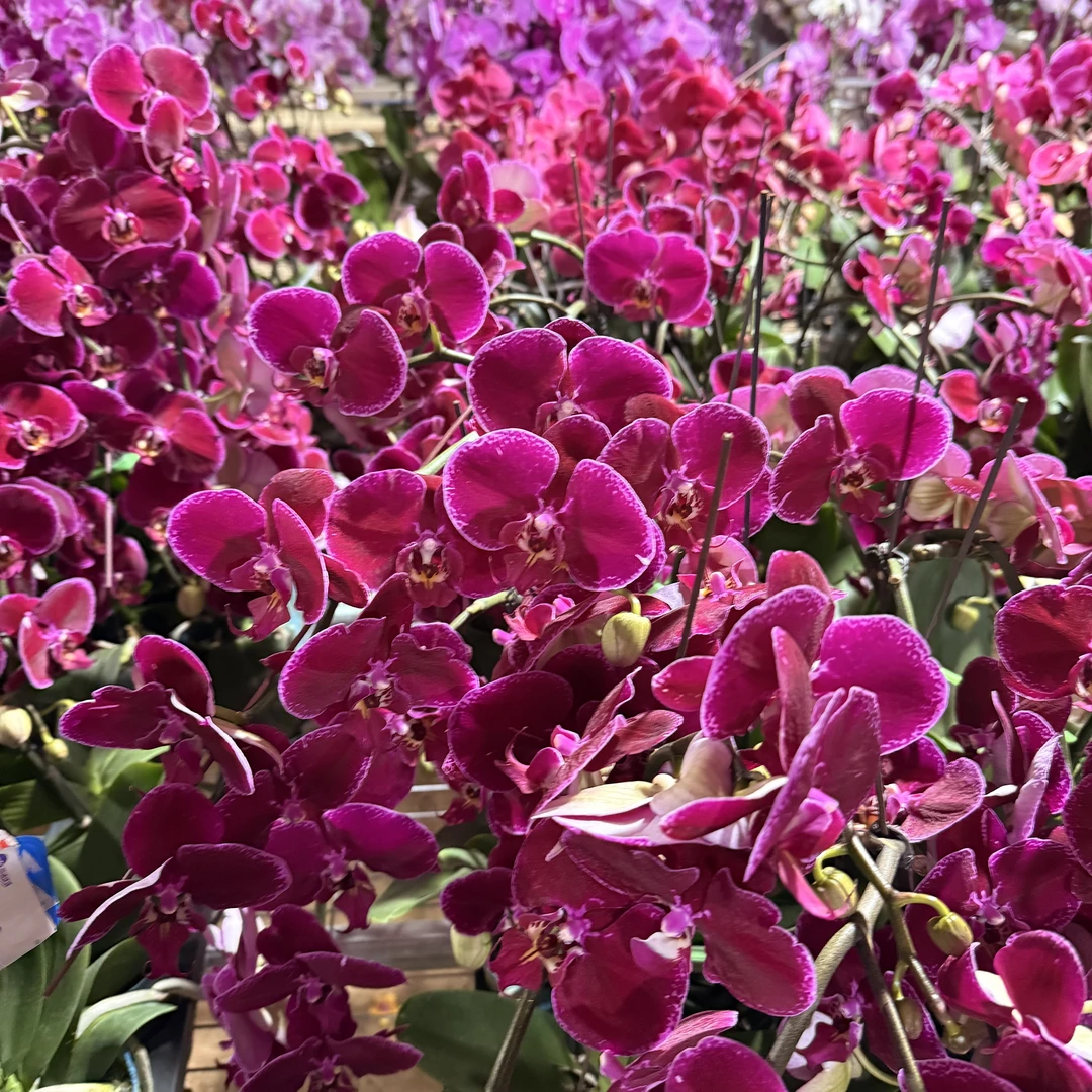 《明兰基地》蝴蝶兰（红楼梦）全花带花苞开花珠发货