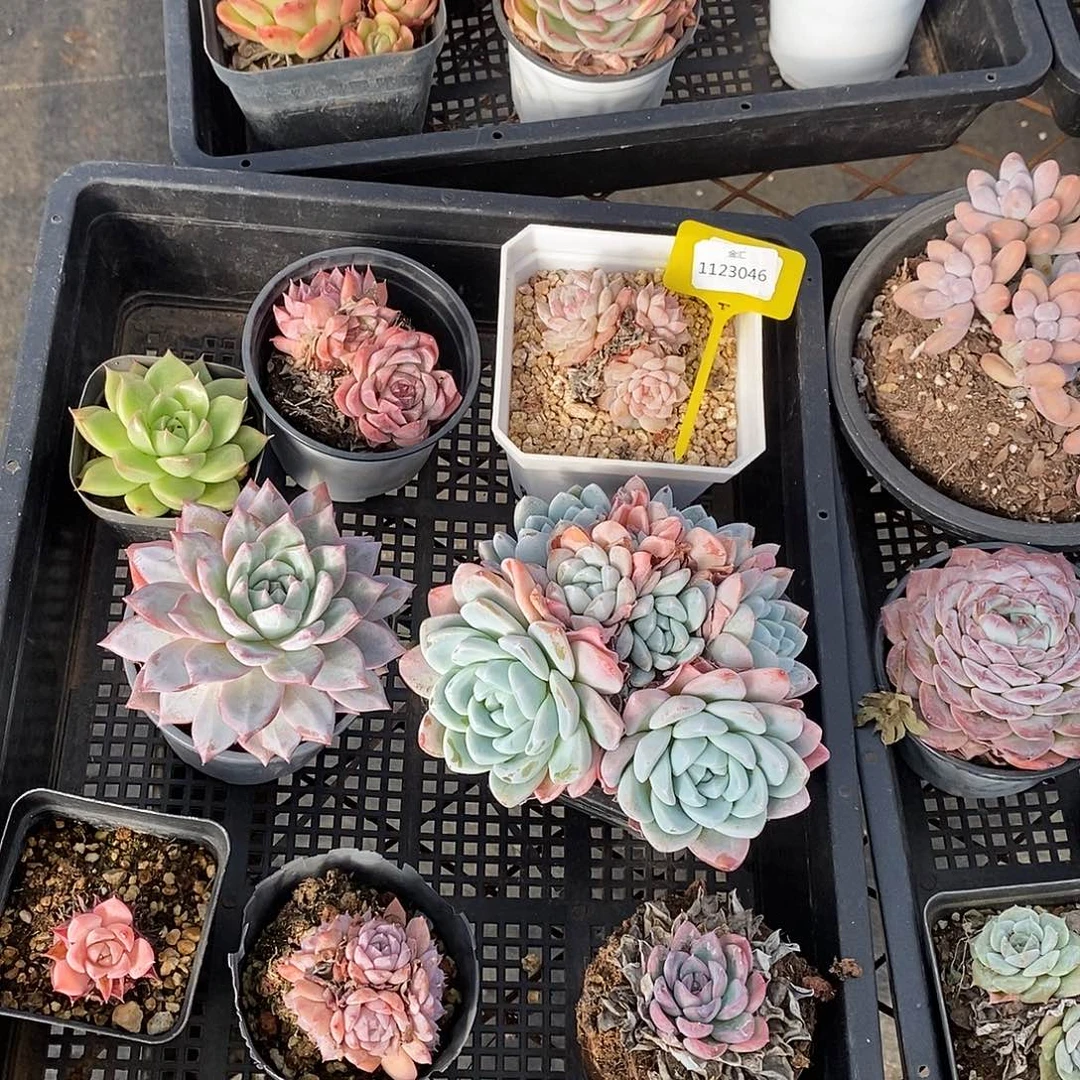 福利多多一筐1123046