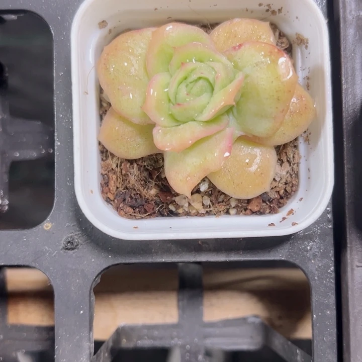 冰玫瑰锦精品多肉植物