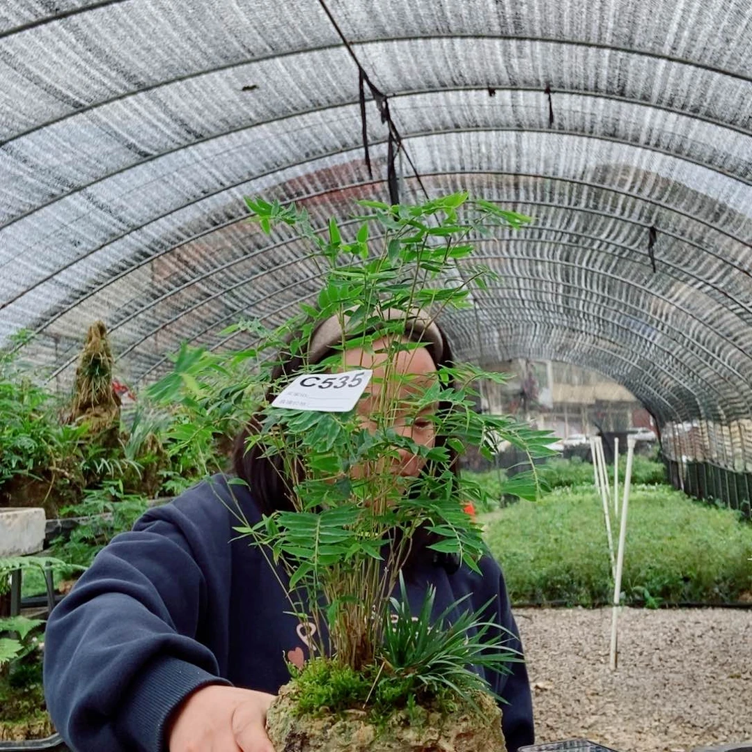 用***1无花朵11111111111111