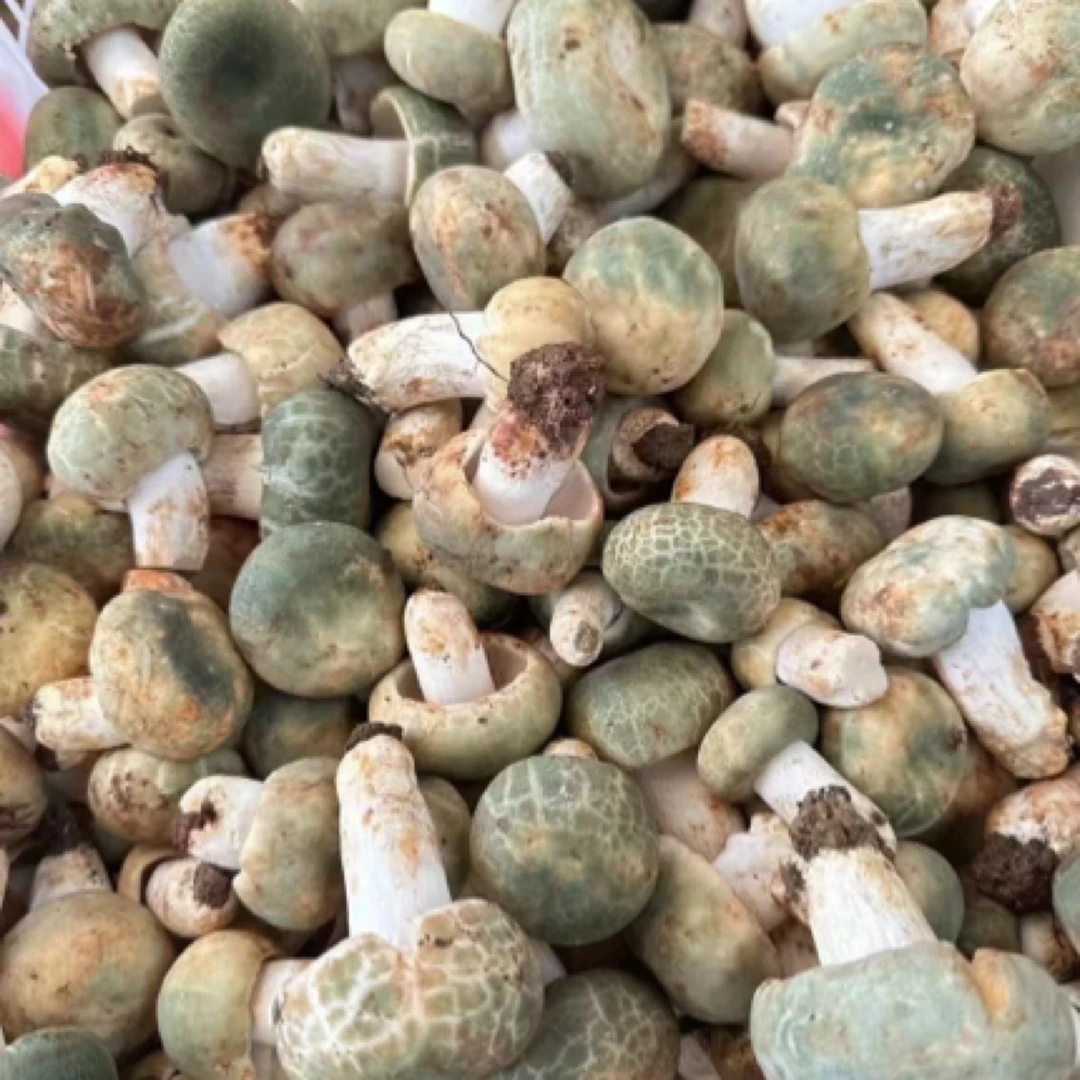 云南野生青头菌纯天然无杂菌食用特产