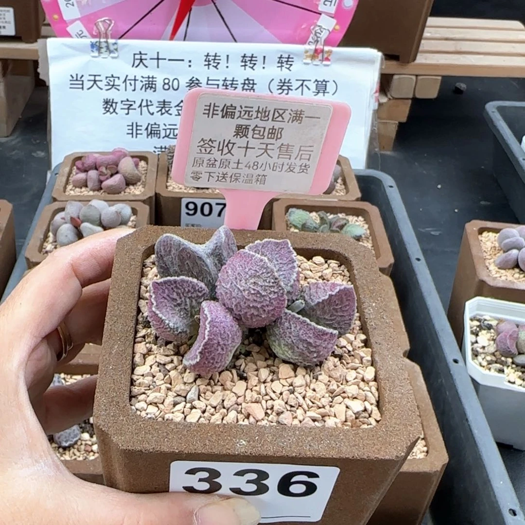 336哈莫猪肝多肉植物微瑕