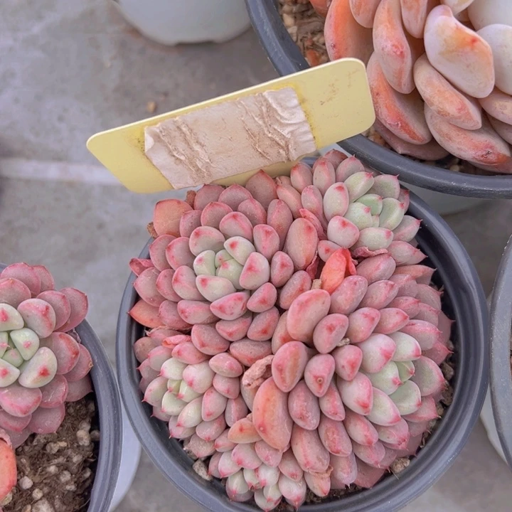 健健康康平平安安