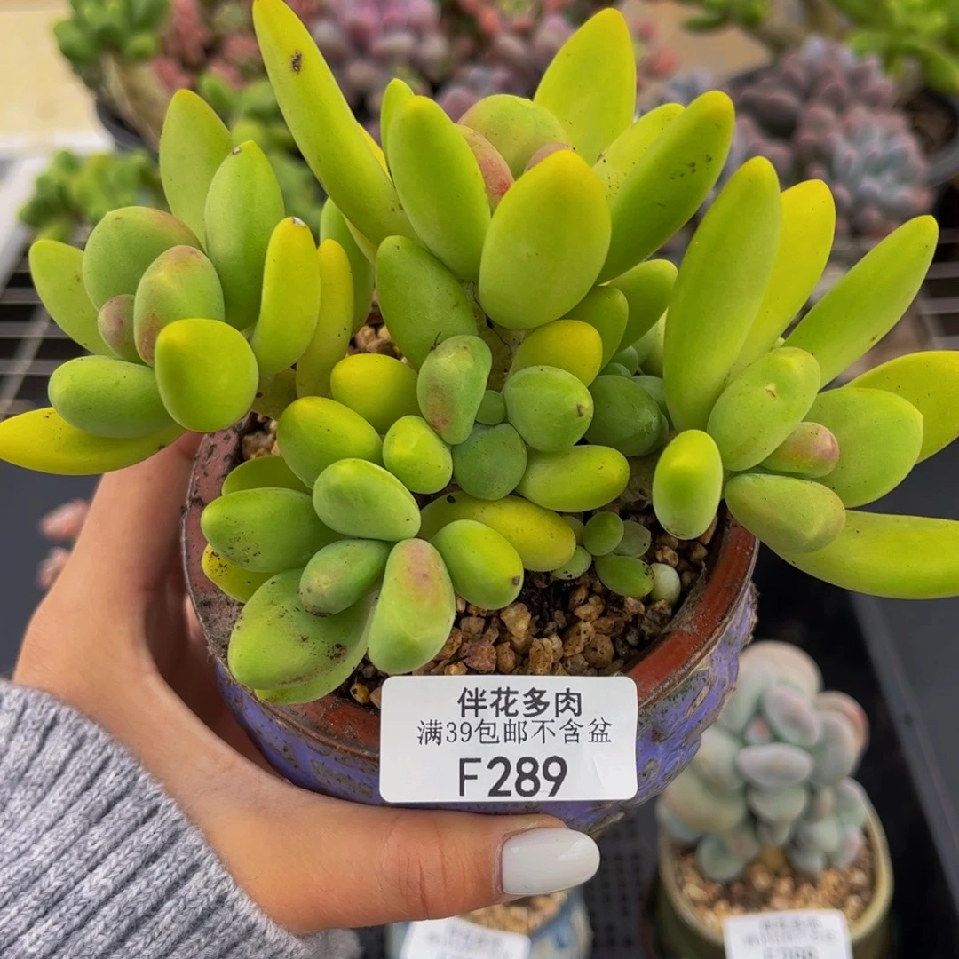 289-芒果奶多肉10cm