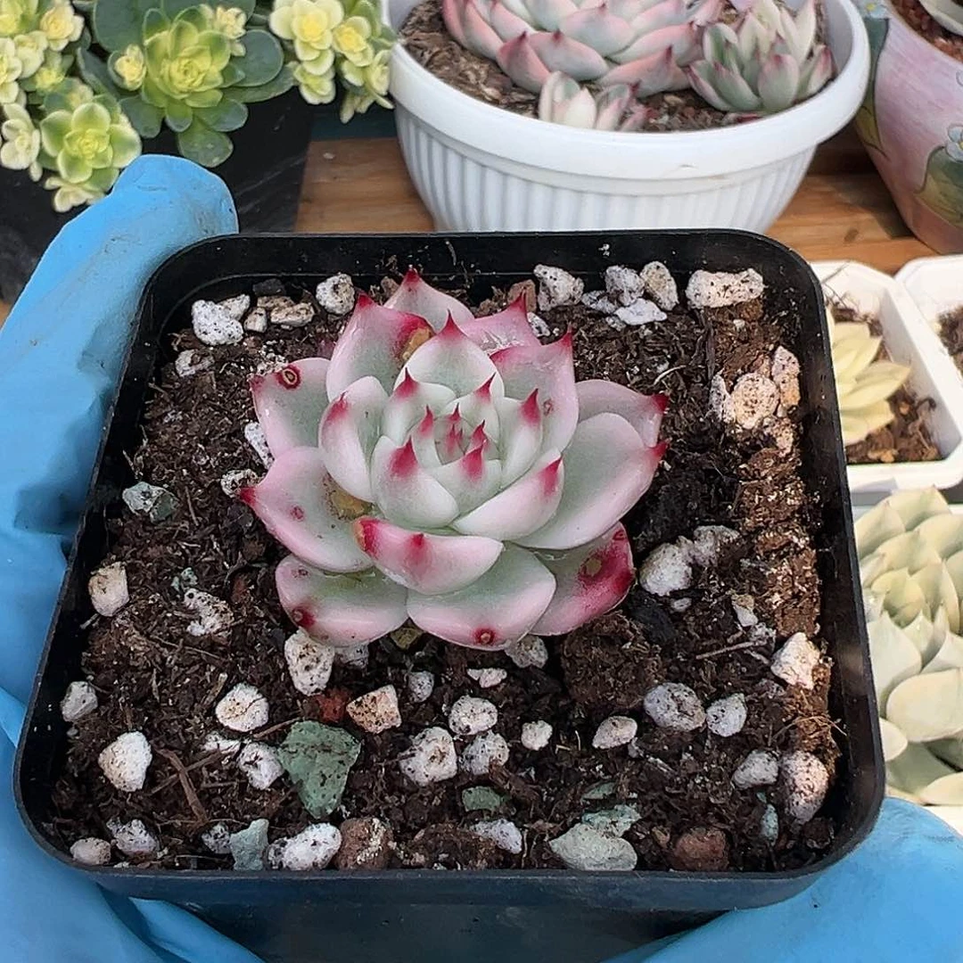 吉娃娃锦，叶片有晒斑