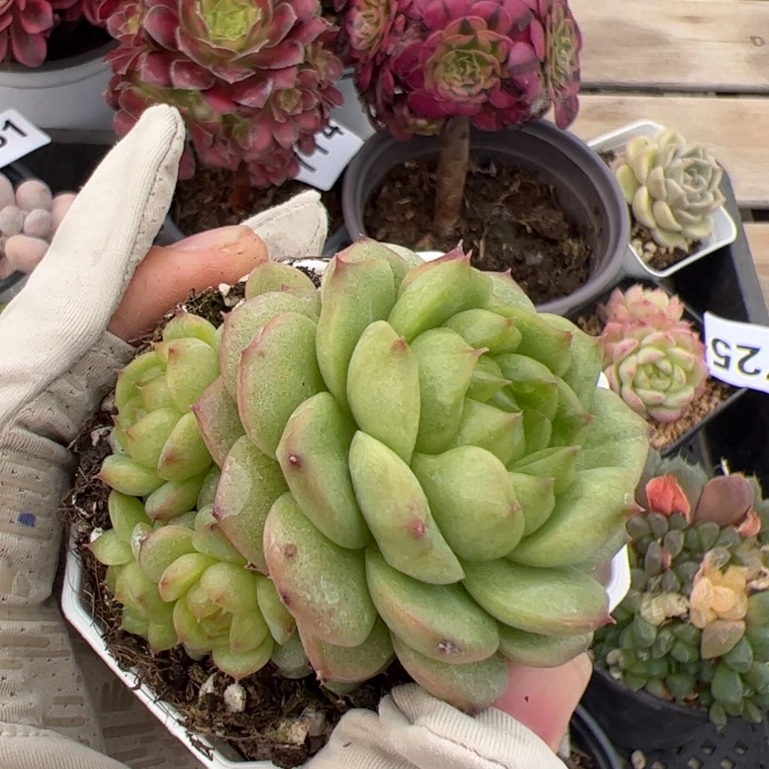 787 多肉满38元包邮