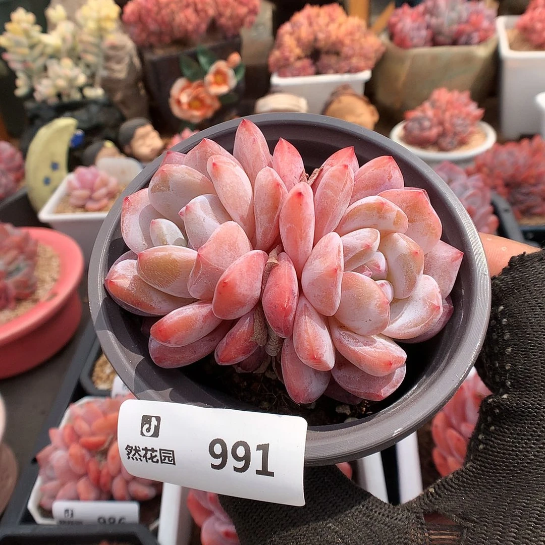 991雪天使多肉植物6333