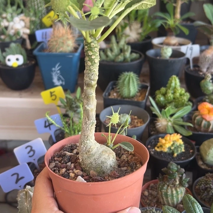 流桑带盆1111111111