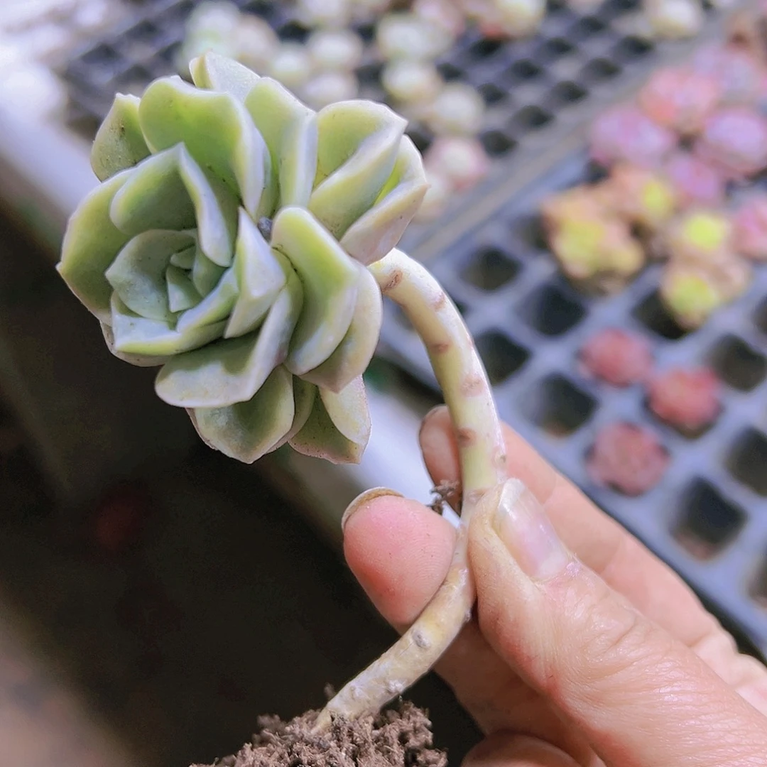 可爱玫瑰3个19包邮多肉