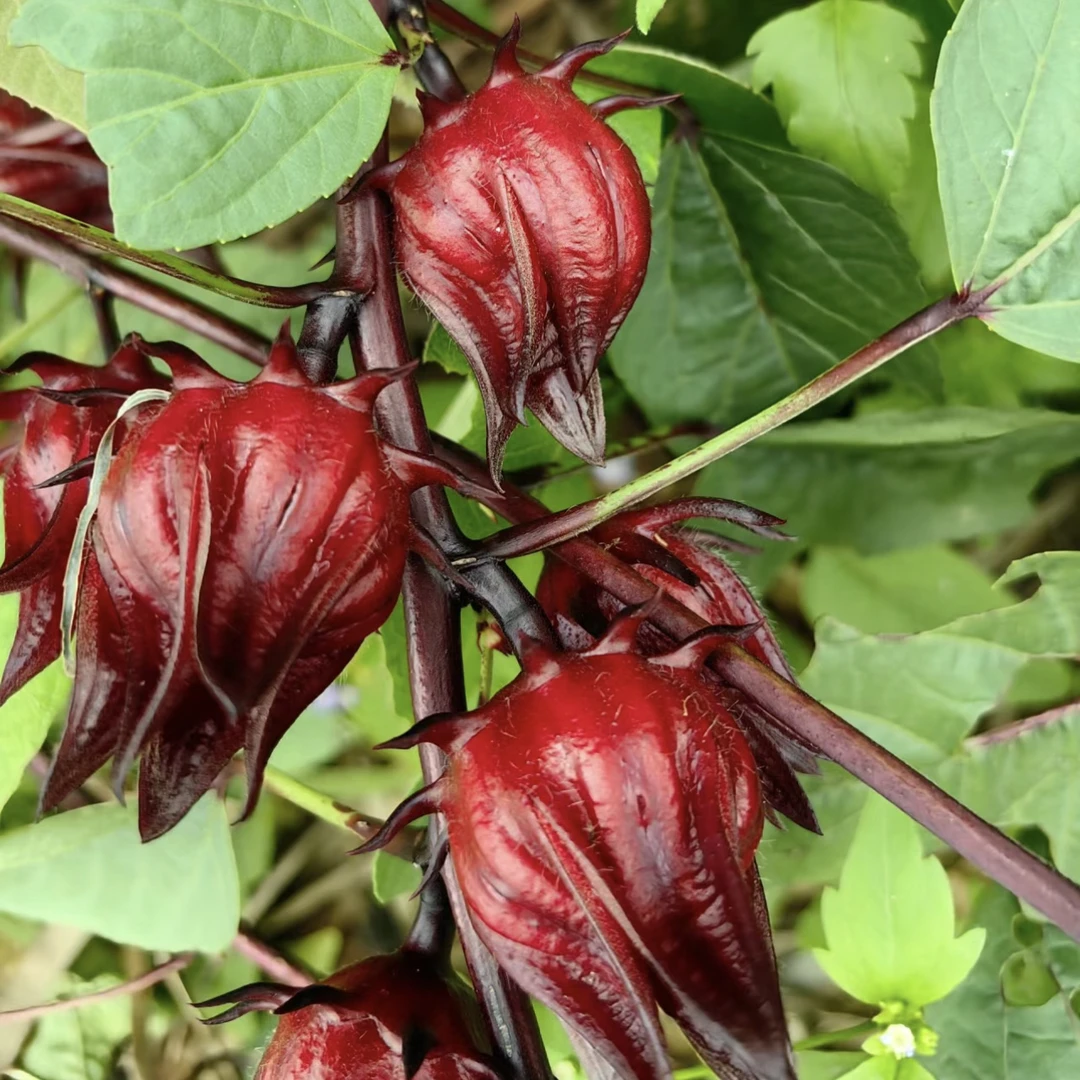 洛神花茶100克玫瑰洛神花原料新鲜严选