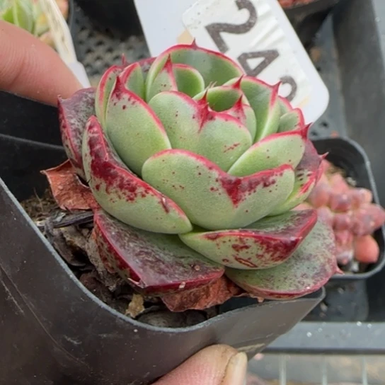 242爱火一物一拍多肉