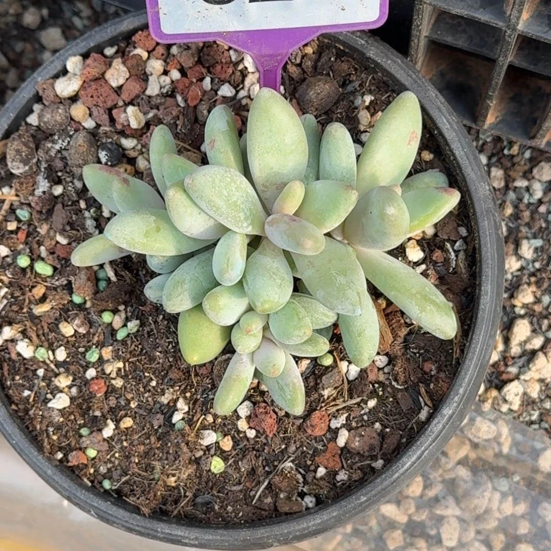 多肉植物企鹅群820