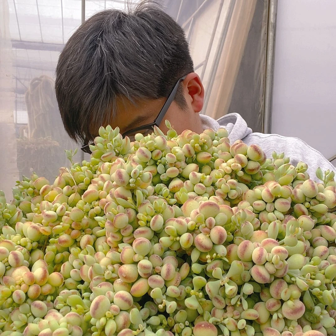 超大号达摩福娘带盆土特价