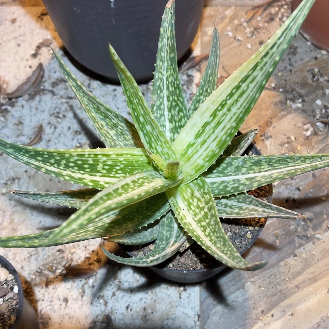 芦荟锦一物一拍的