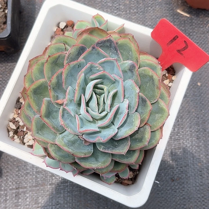 晨语多肉，一物一拍晨露12