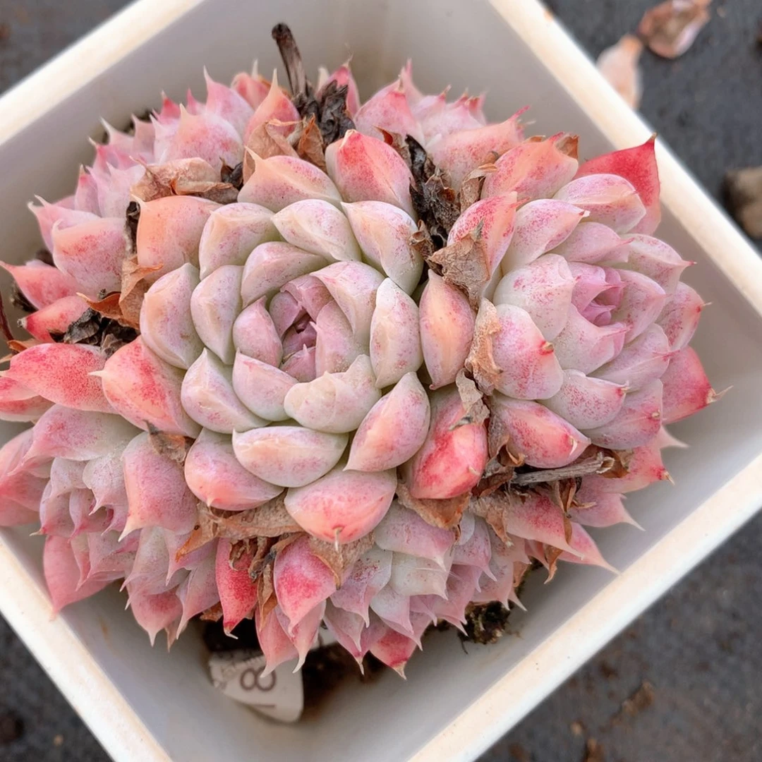 6507不包掉头整散不售后