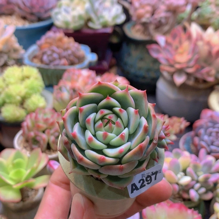 一物一拍含盆土满38包邮A297