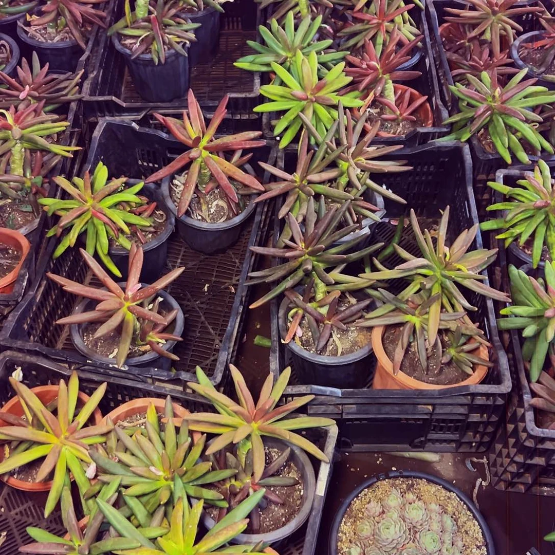 双头椰子树脱土包邮