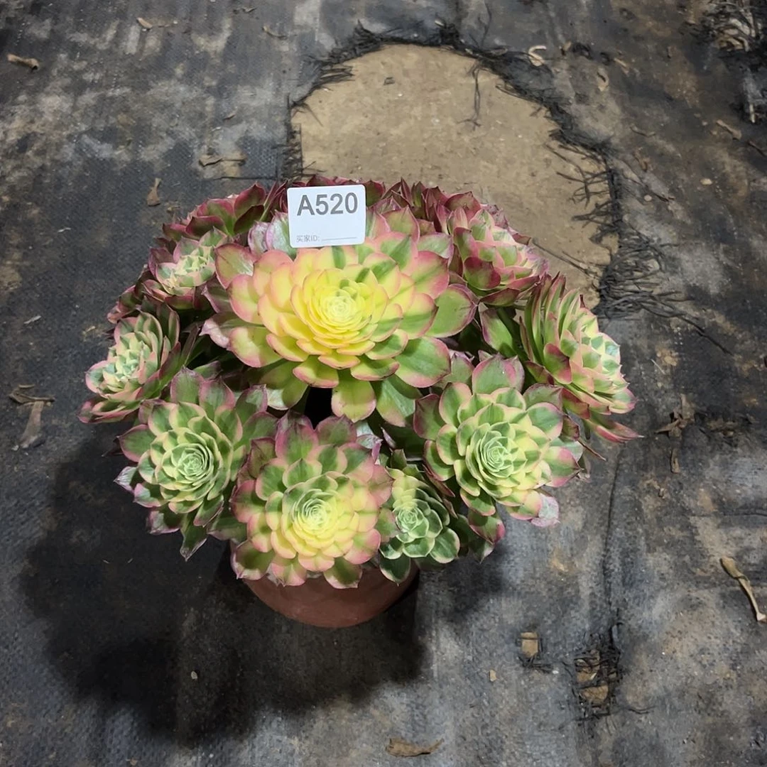 海王多肉植物520