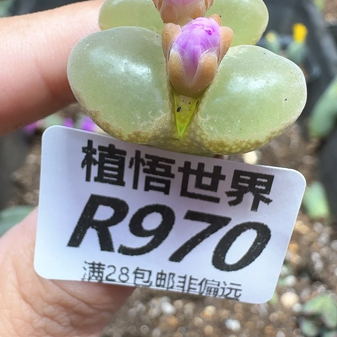 多肉植物的润泽和的多