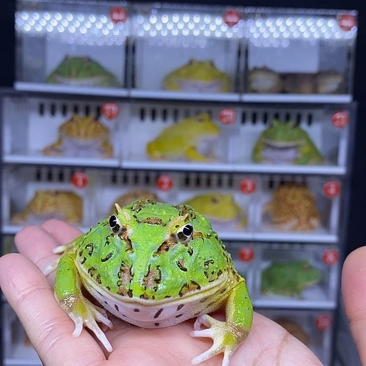 特价秒杀一切顺利