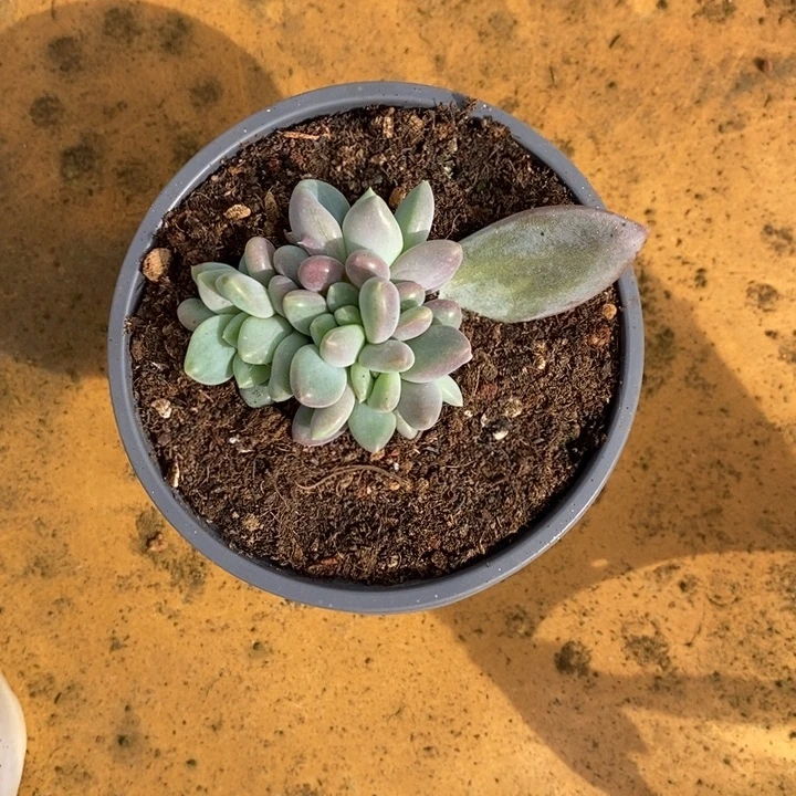 ****沫凯普顿群生旺财旺财旺财