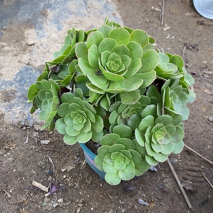 万圣节多肉植物065