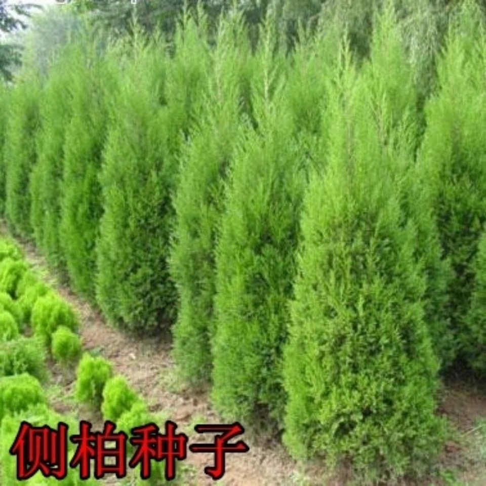 新采侧柏种子 柏树种子 洒金柏桧柏塔柏圆柏刺柏黄柏扁柏树种子籽