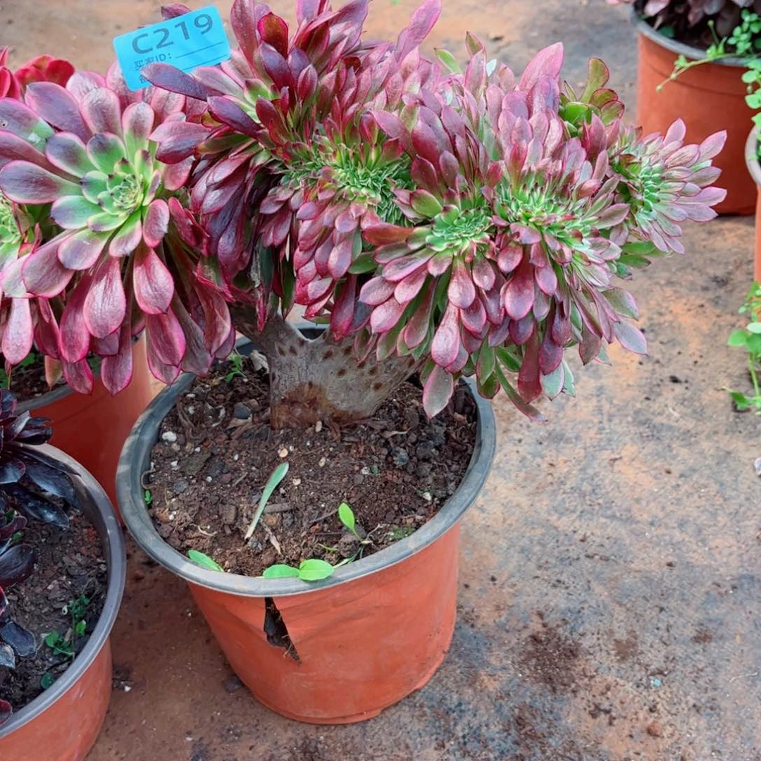 多肉植物219美肌