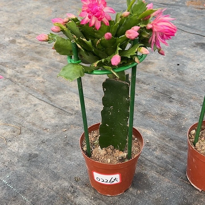 073蟹爪兰尾号0226