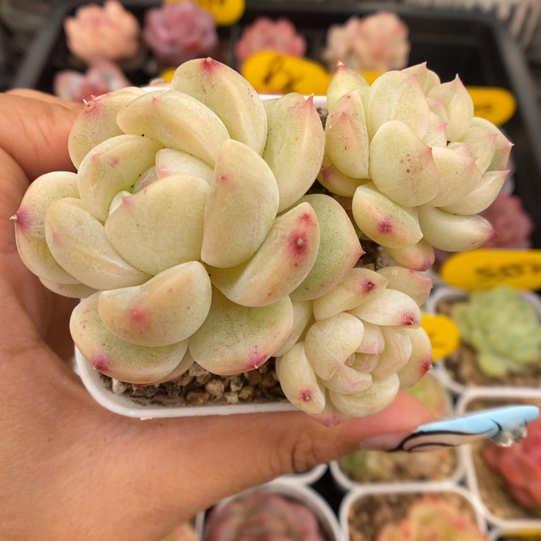糖心珍妮群生618号。