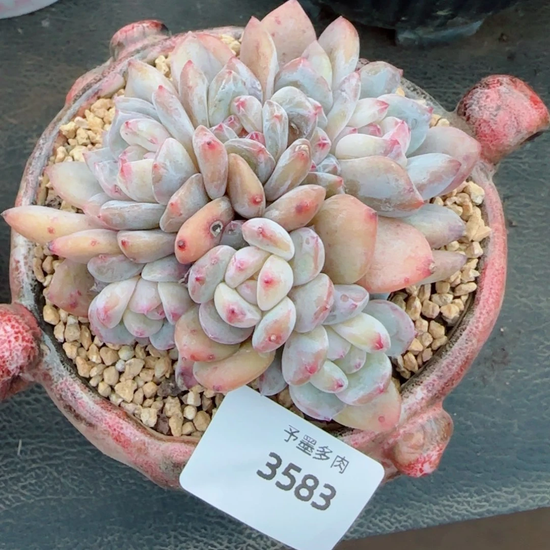 星影群，3583多肉植物