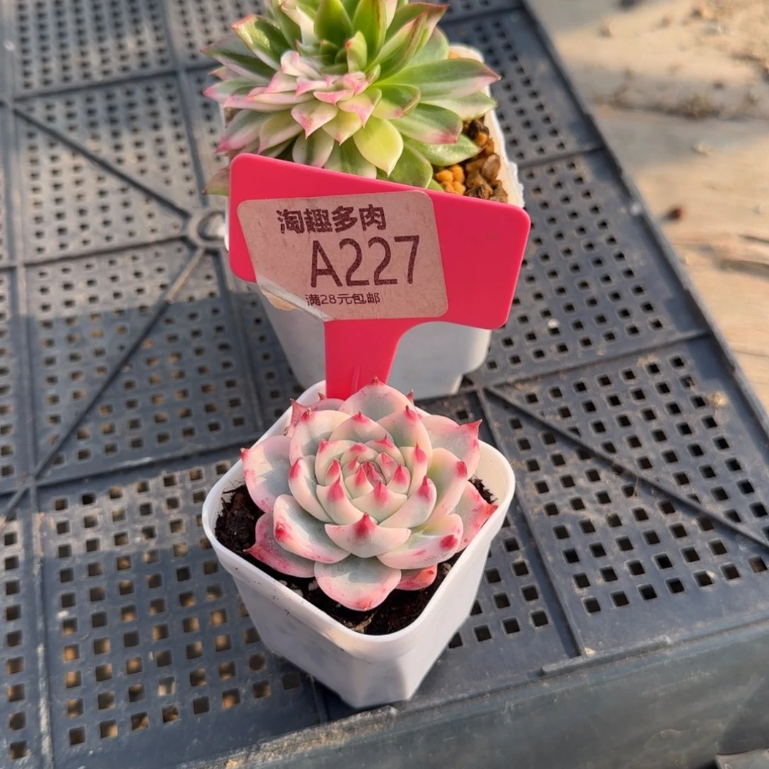 多肉，植物水蜜桃，提高娃斤