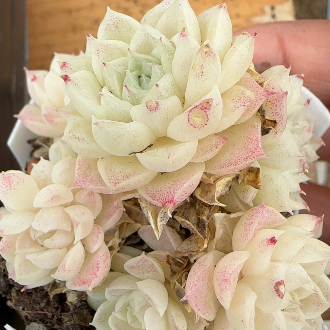 花语逸镜0203-289