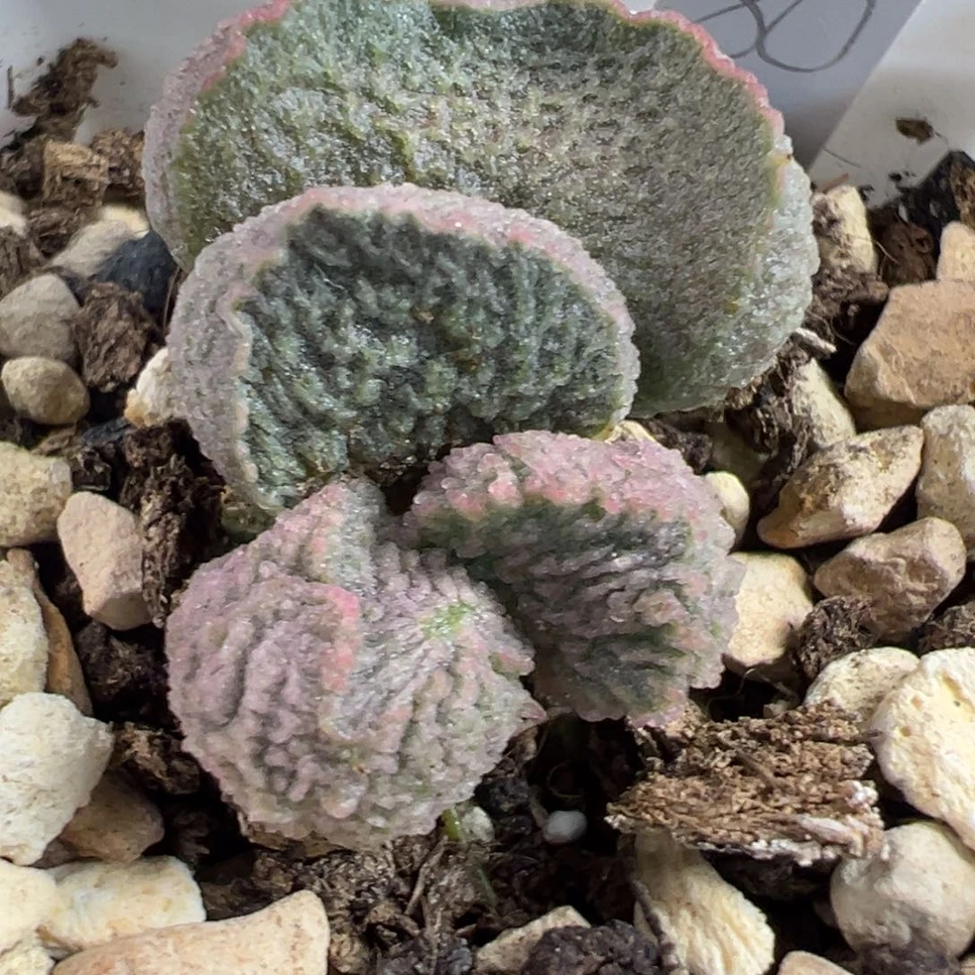 实生新品多肉植物水泡多肉植物