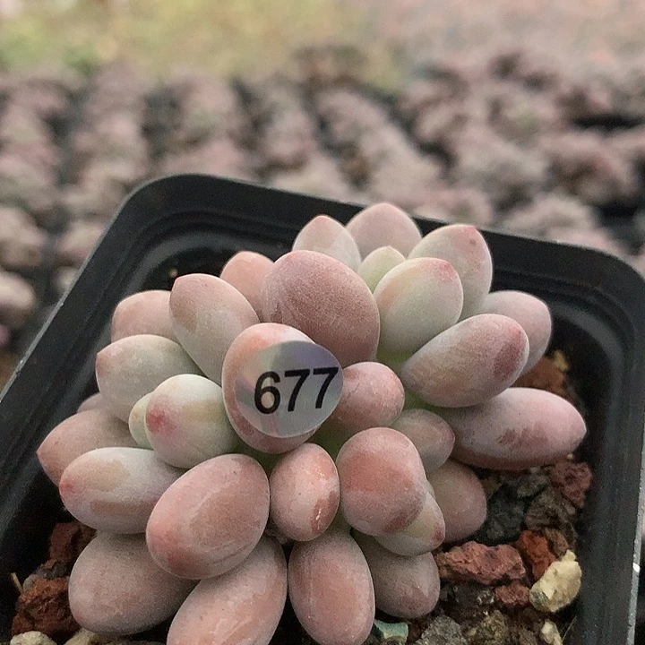 仙子奶酪多肉植物