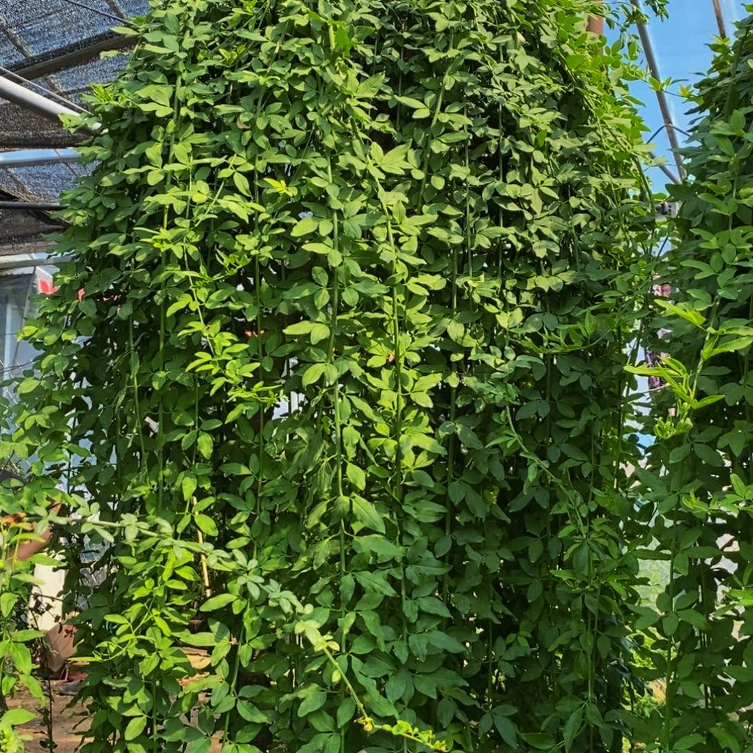 探春花，一物一拍，